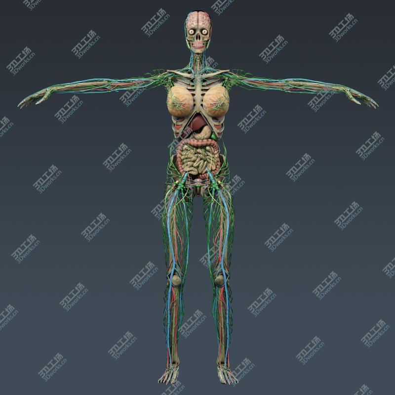 images/goods_img/20210113/Human Female Anatomy - Body, Muscles, Skeleton, Internal Organs and Lymphatic/5.jpg